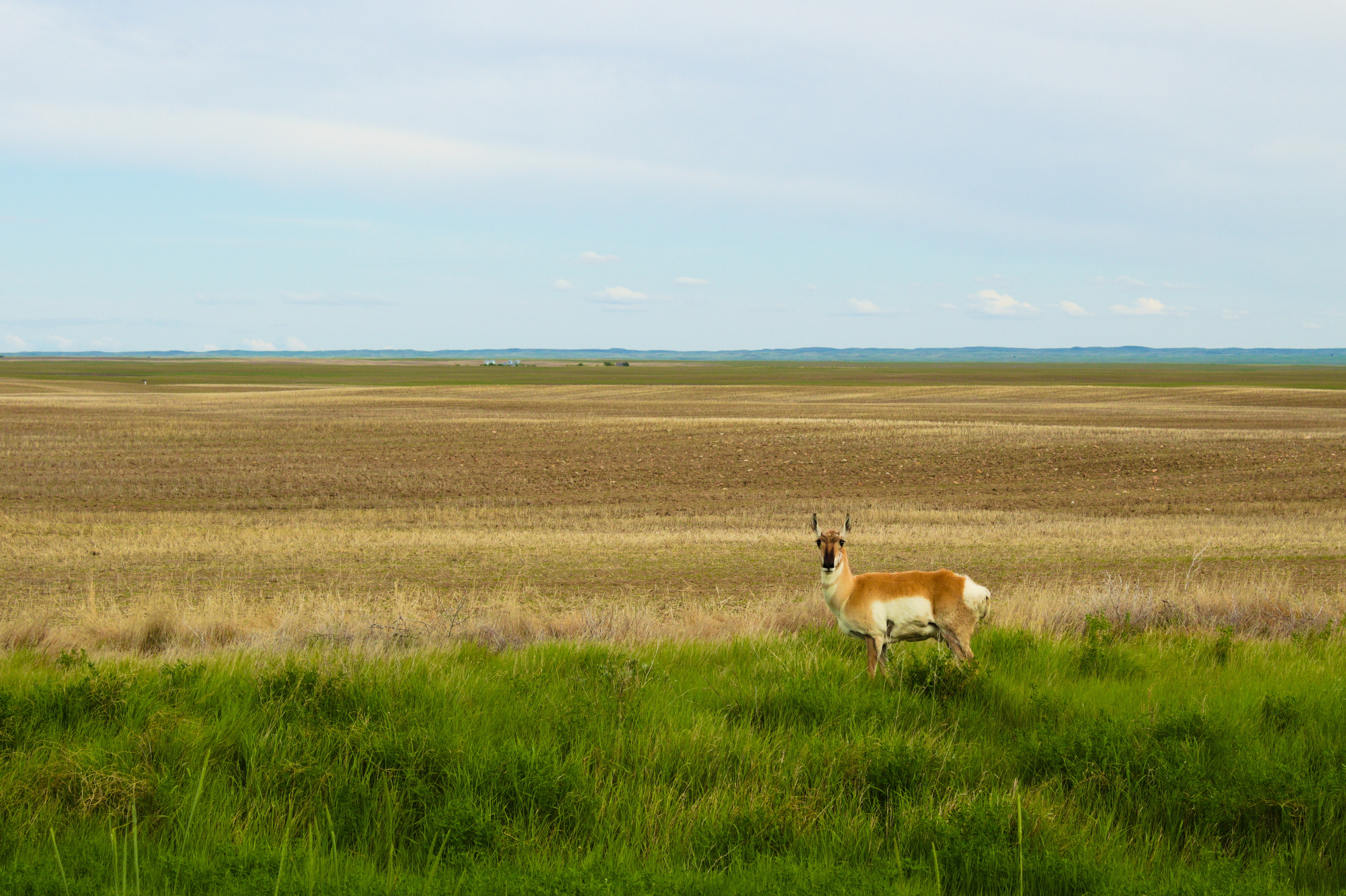 Female antelope near Consul, SK